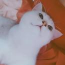 萧红颜