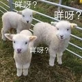 闲庭絮 (DJ电摇版)封面
