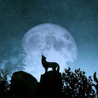 Howling Nature: An Enchanting Wolf's Relaxation Serenade