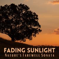 Fading Sunlight: Nature's Farewell Sonata