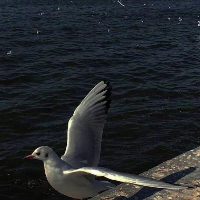 song-img