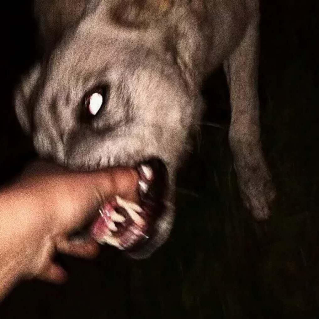 FruITs 丨（翻自 ADILJAN）