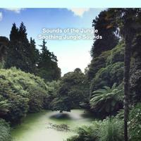 Sounds of the Jungle