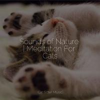 Sounds of Nature | Meditation For Cats