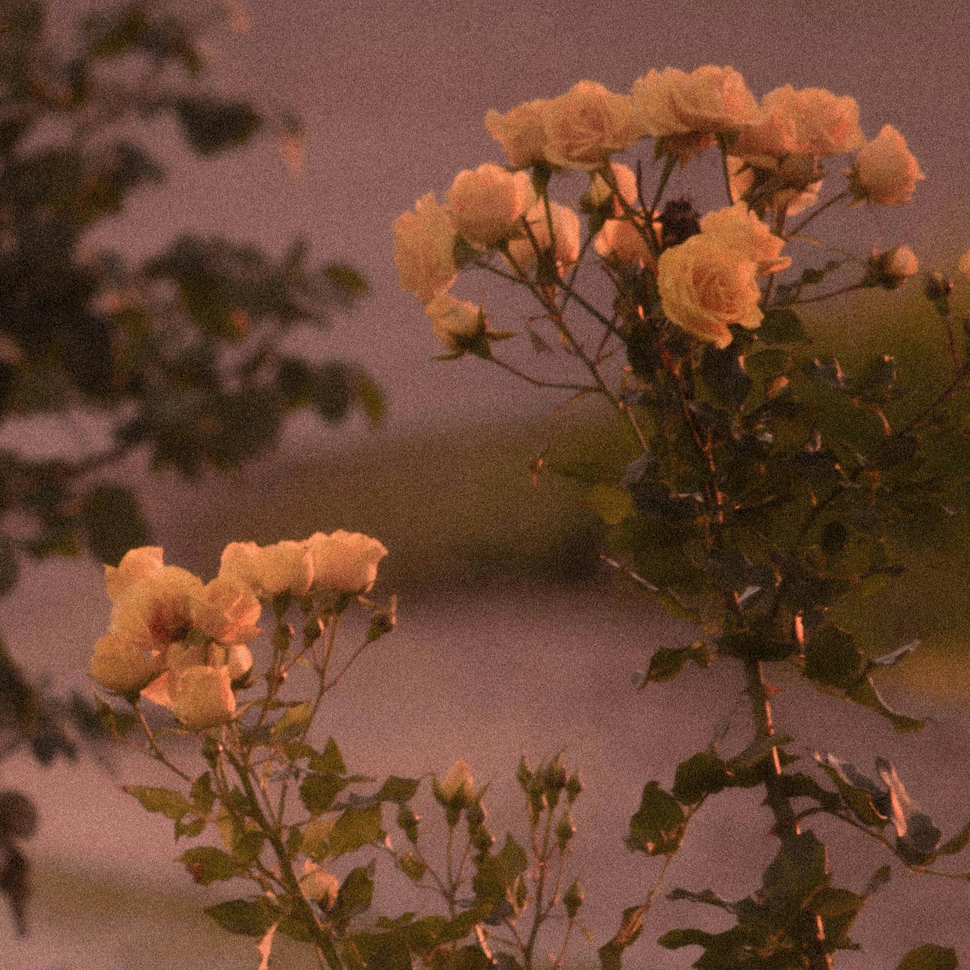 见信好 我们会在春天相见（见春天捉刀客同人曲）