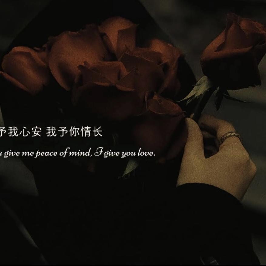 树与飞鸟的陪伴曲封面