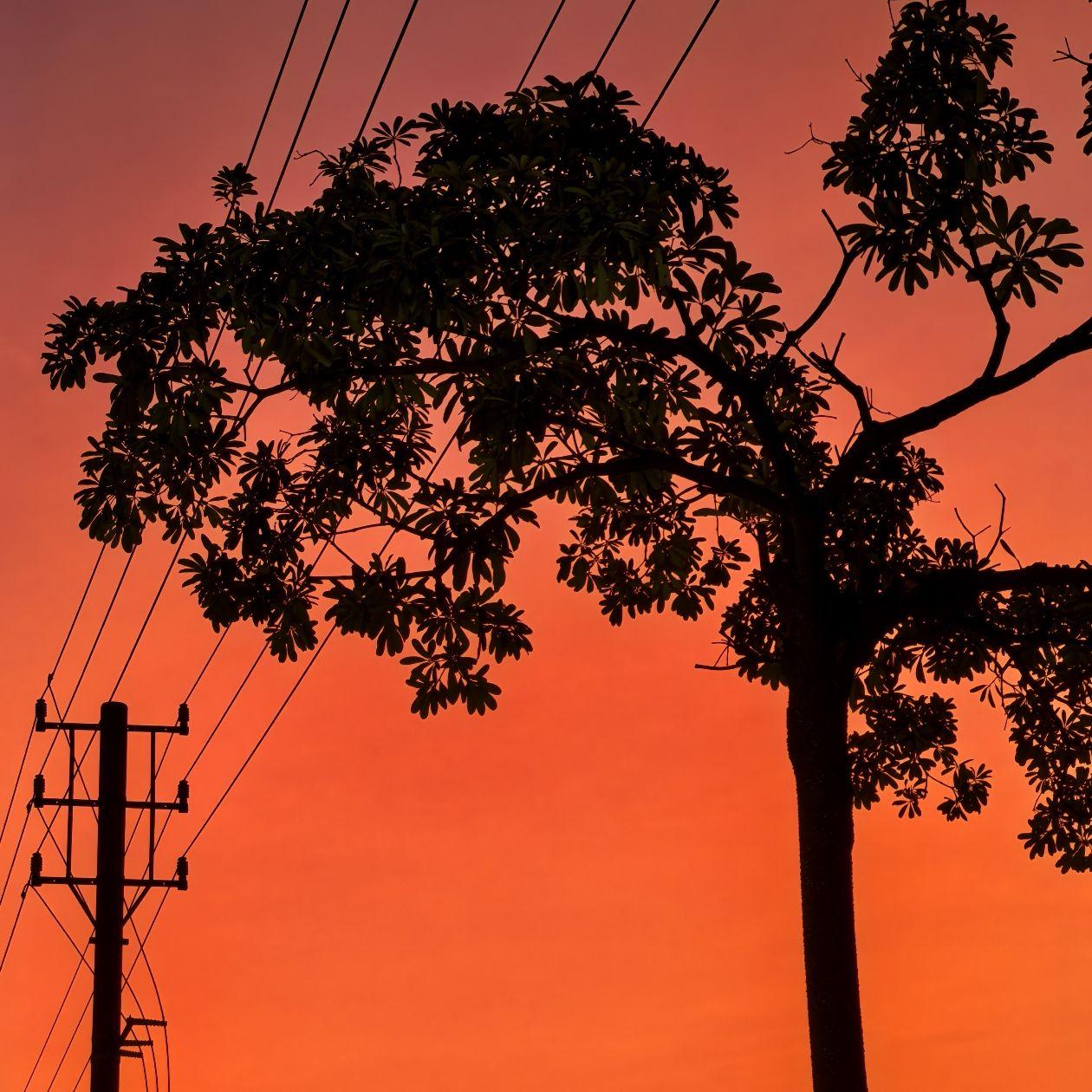 Whispers of the Wind