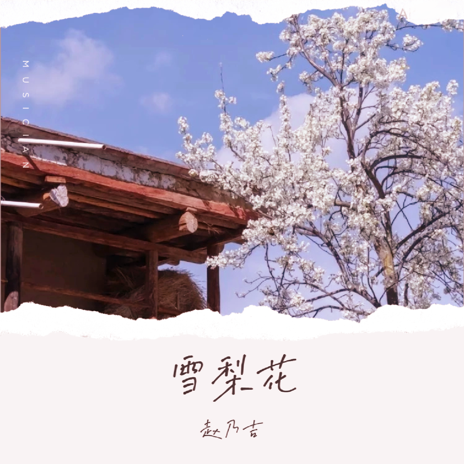 雪梨花