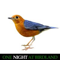 One Night at Birdland (Live)