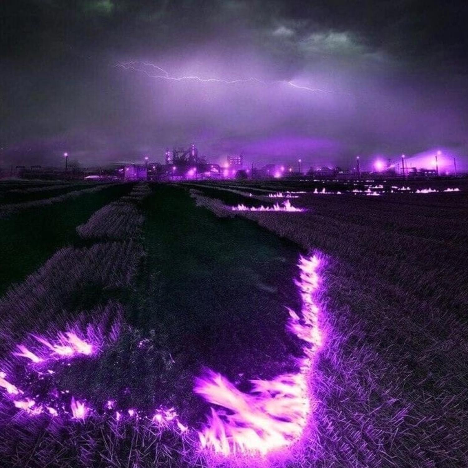 Purple Haze
