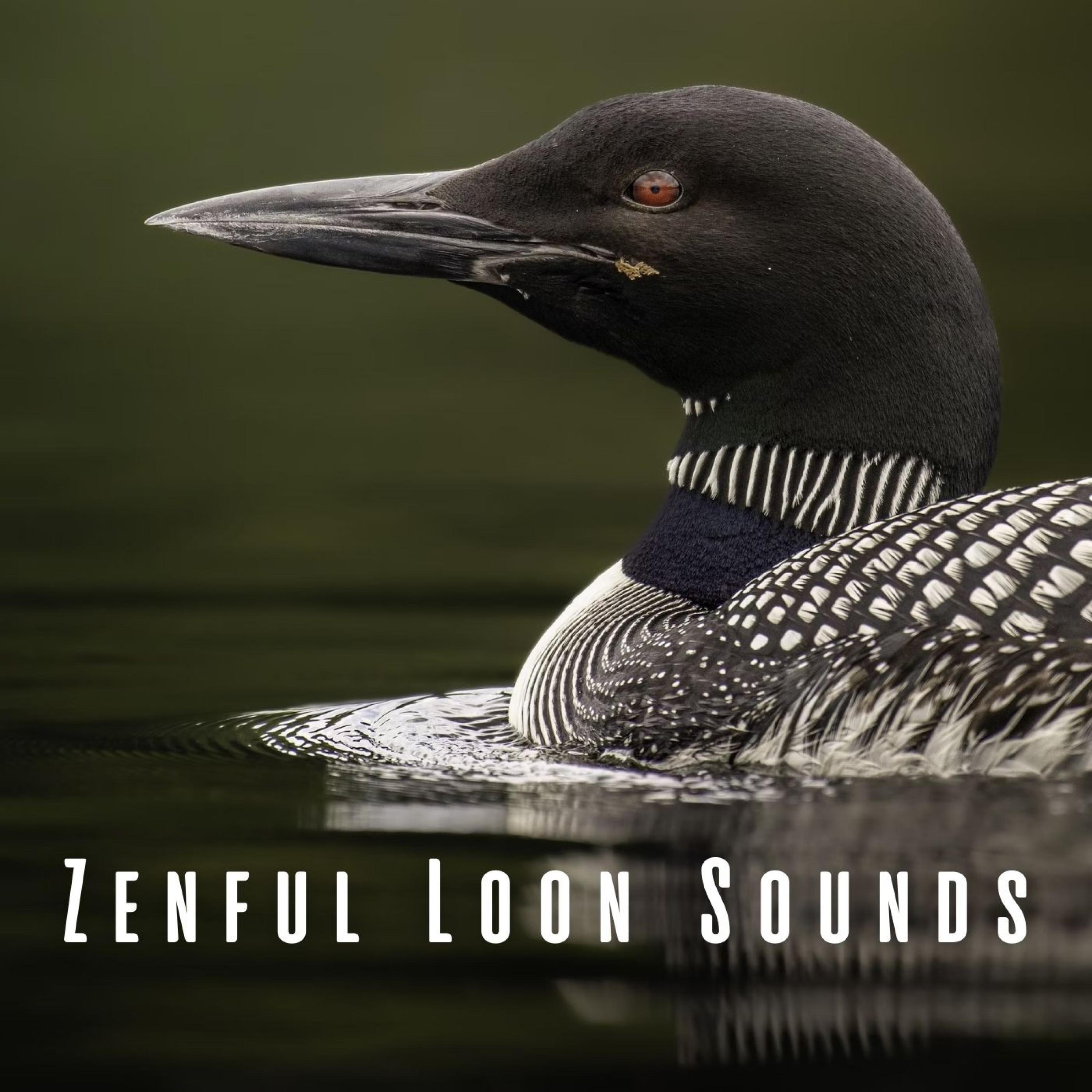 Loon's Melancholic Call_Forest Sounds_Zenful Loon Sounds | 在线播放_Loon's Melancholic Call歌词_Loon's Melancholic Call下载 | 网易云音乐