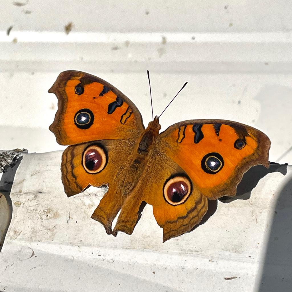 Creative display only