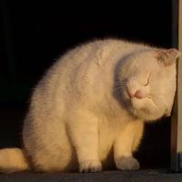 解棋樂