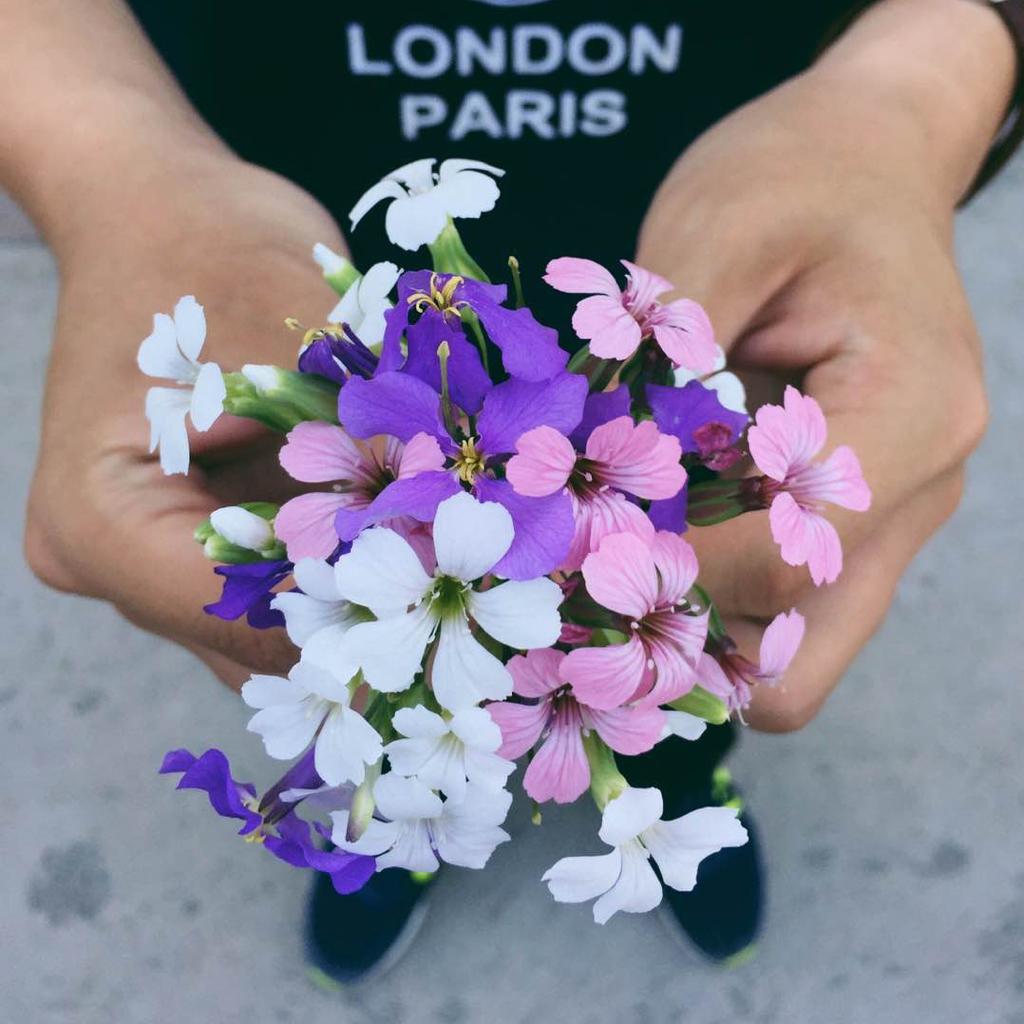 Timor  array  of  mushrooms