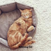 Relaxing Cat