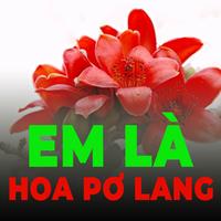 Em là hoa Pơ lang