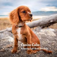 Canine Calm: Relaxing Lofi Beats for Dogs