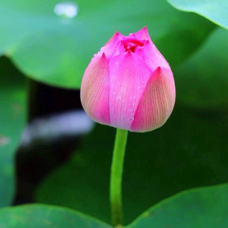 娑婆世界 (Demo)封面