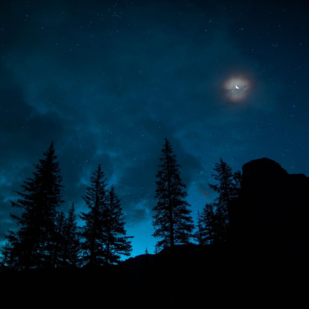 林间夜厅（the night hall inside forest）