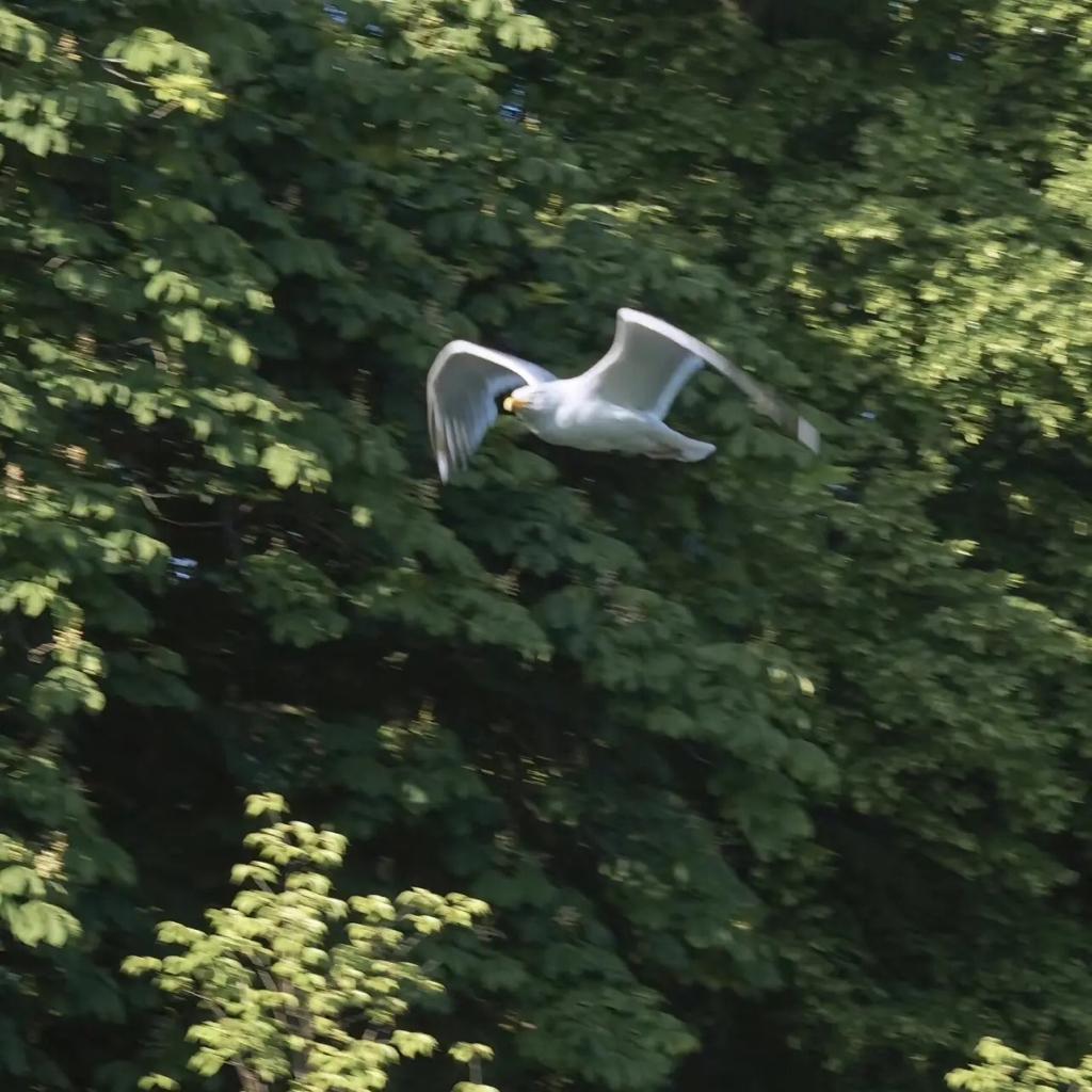 黄金玉米大王小王