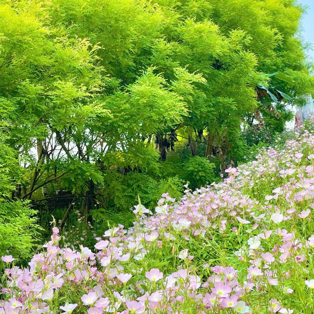 五音疗养【养五脏】