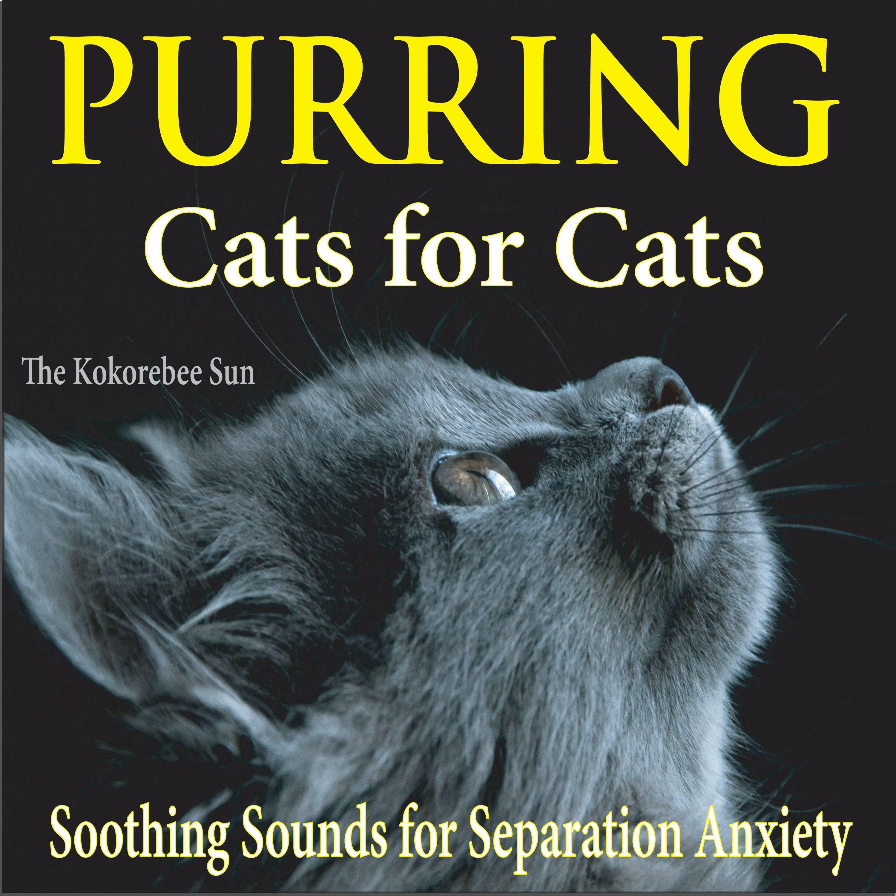 Osurnia for Cats: The Ultimate Solution for Feline Ear Infections