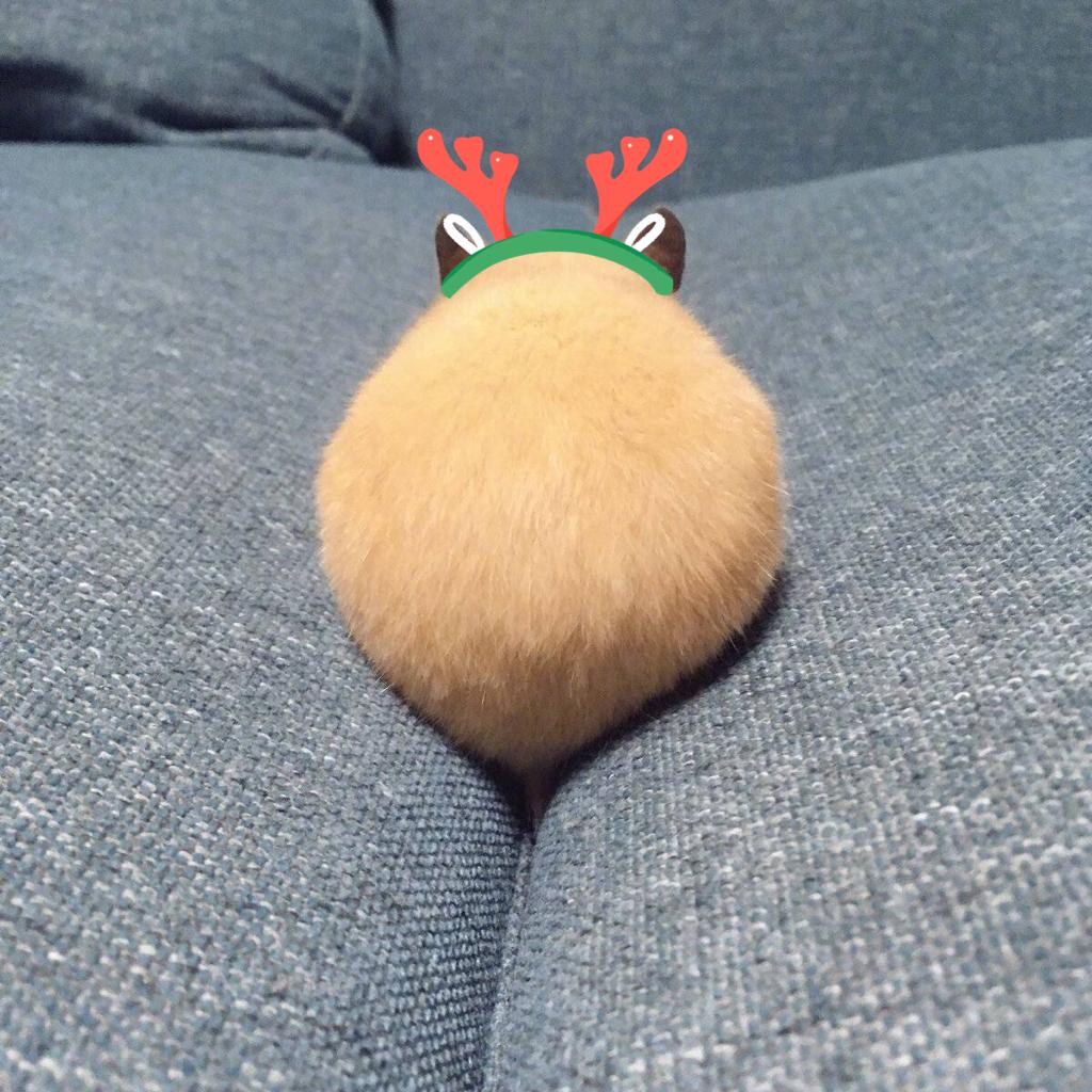 燃鹅我还是改了昵称