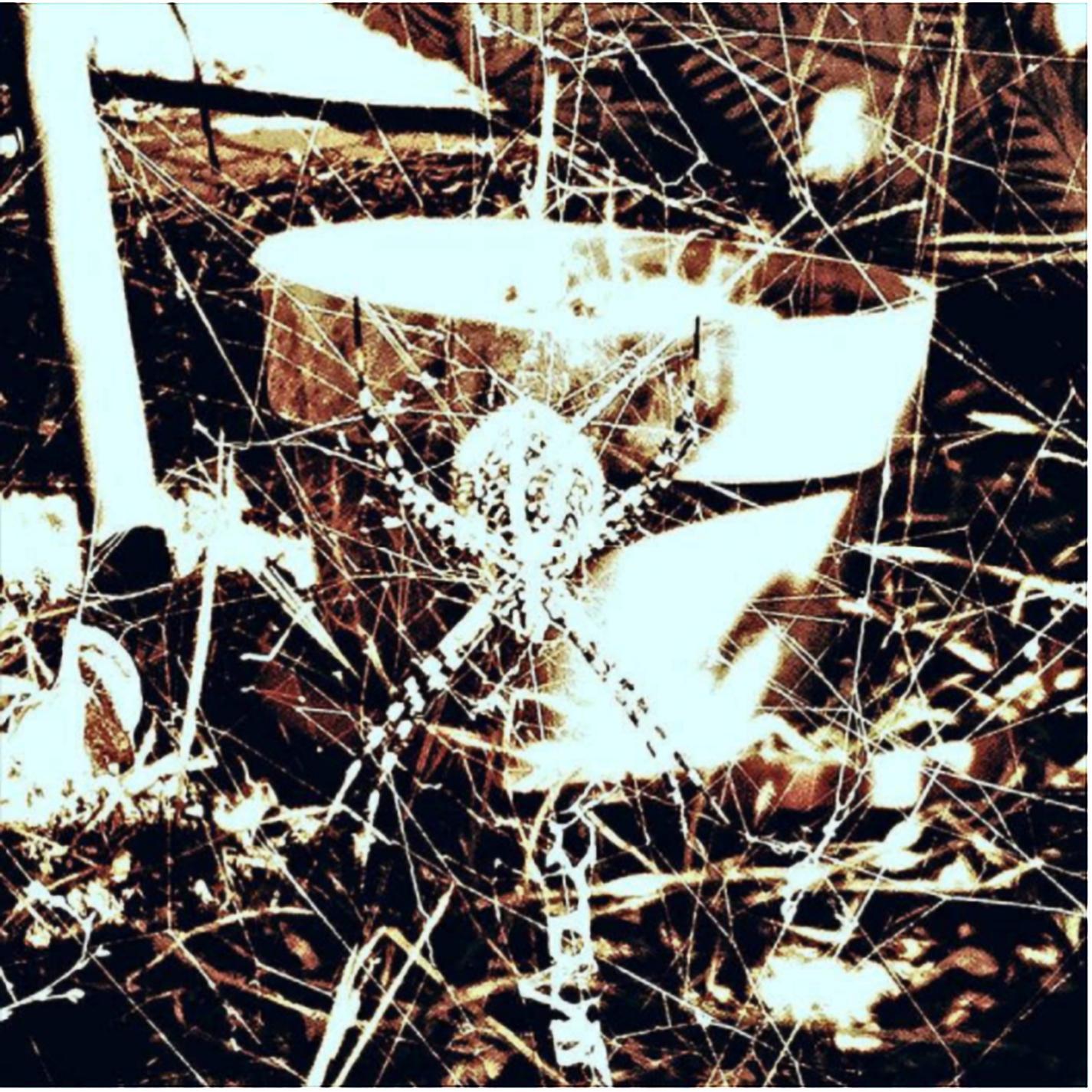 Sundress Nimbus Forecast