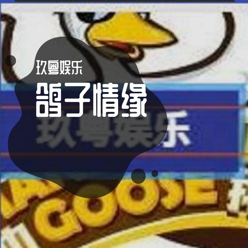 鸽子情缘封面