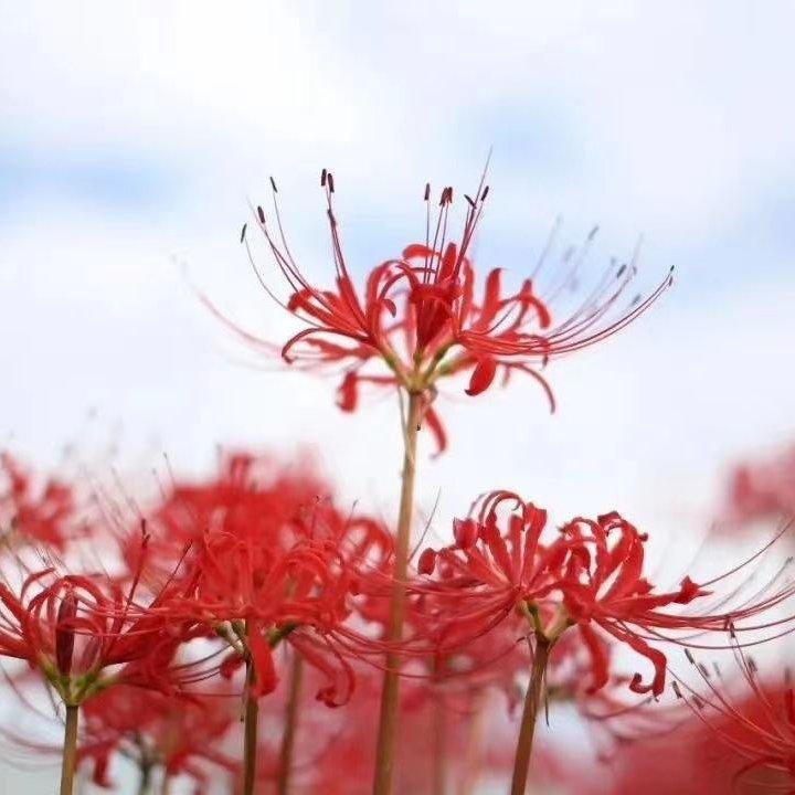 青春与爱情封面