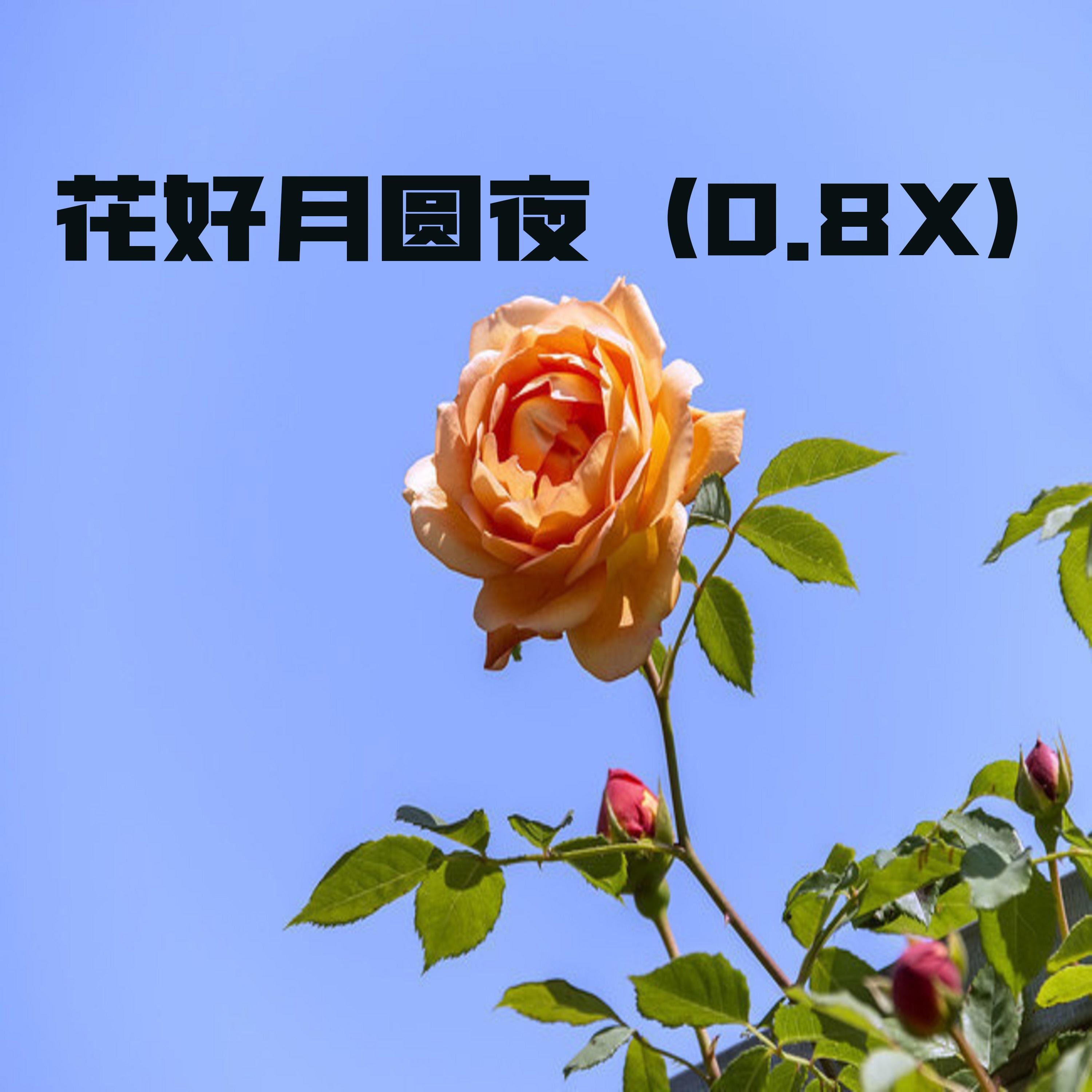 花好月圆夜 (0.8x)封面