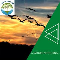 A Nature Nocturnal