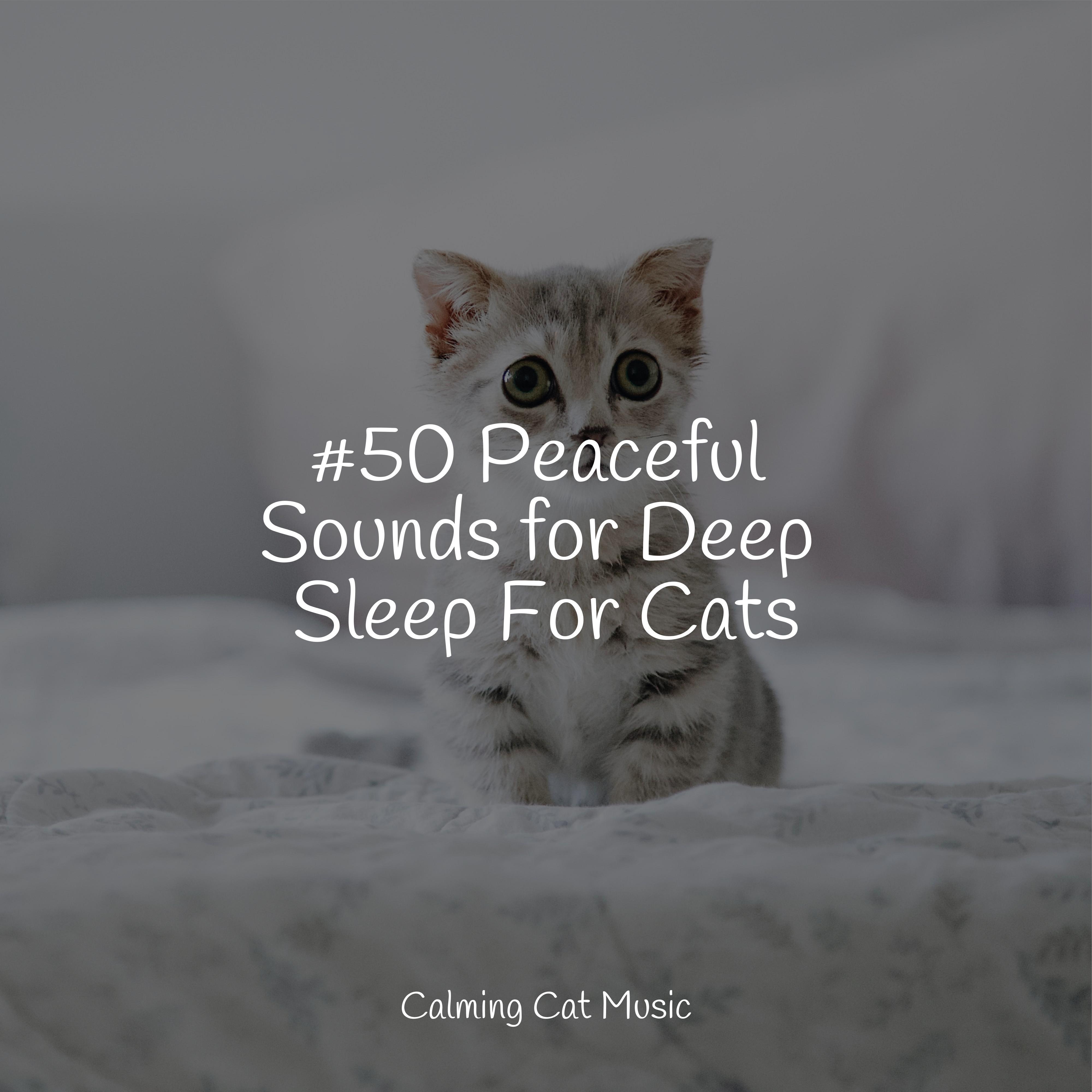 Tone of Silence Music For Cats Peace/Calm Music for Cats/Official Pet