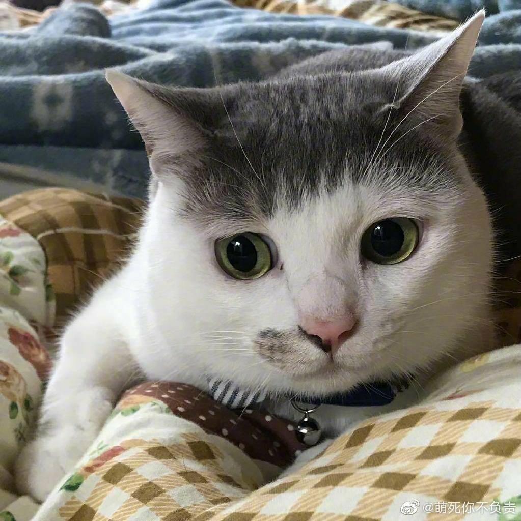 im Groot, im Groot ? im Groot !