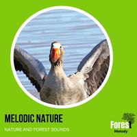 Melodic Nature - Nature and Forest Sounds