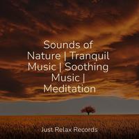 Sounds of Nature | Tranquil Music | Soothing Music | Meditation