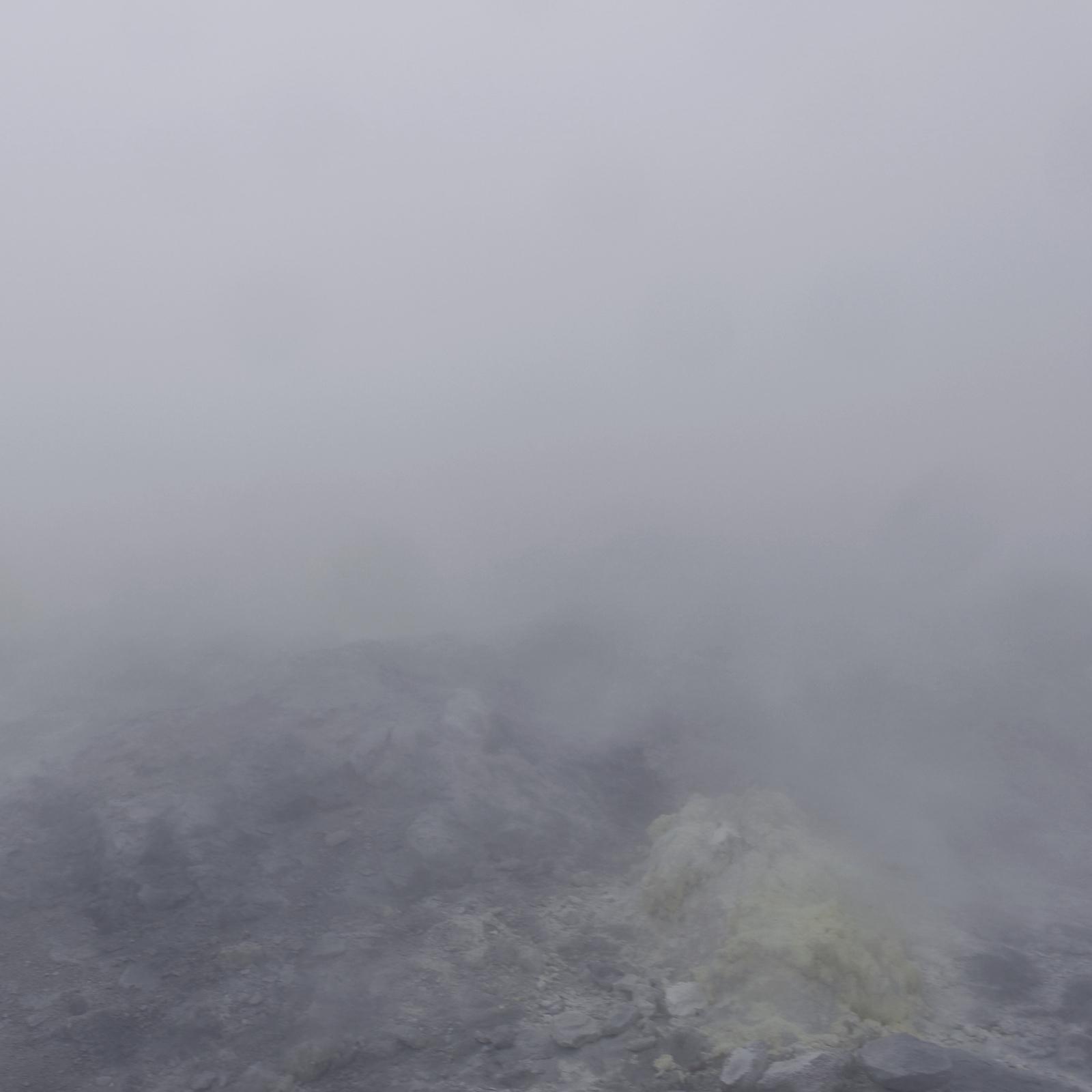 Dolphins in Wakasa Bay