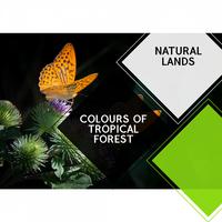 Colours of Tropical Forest - Natural Lands