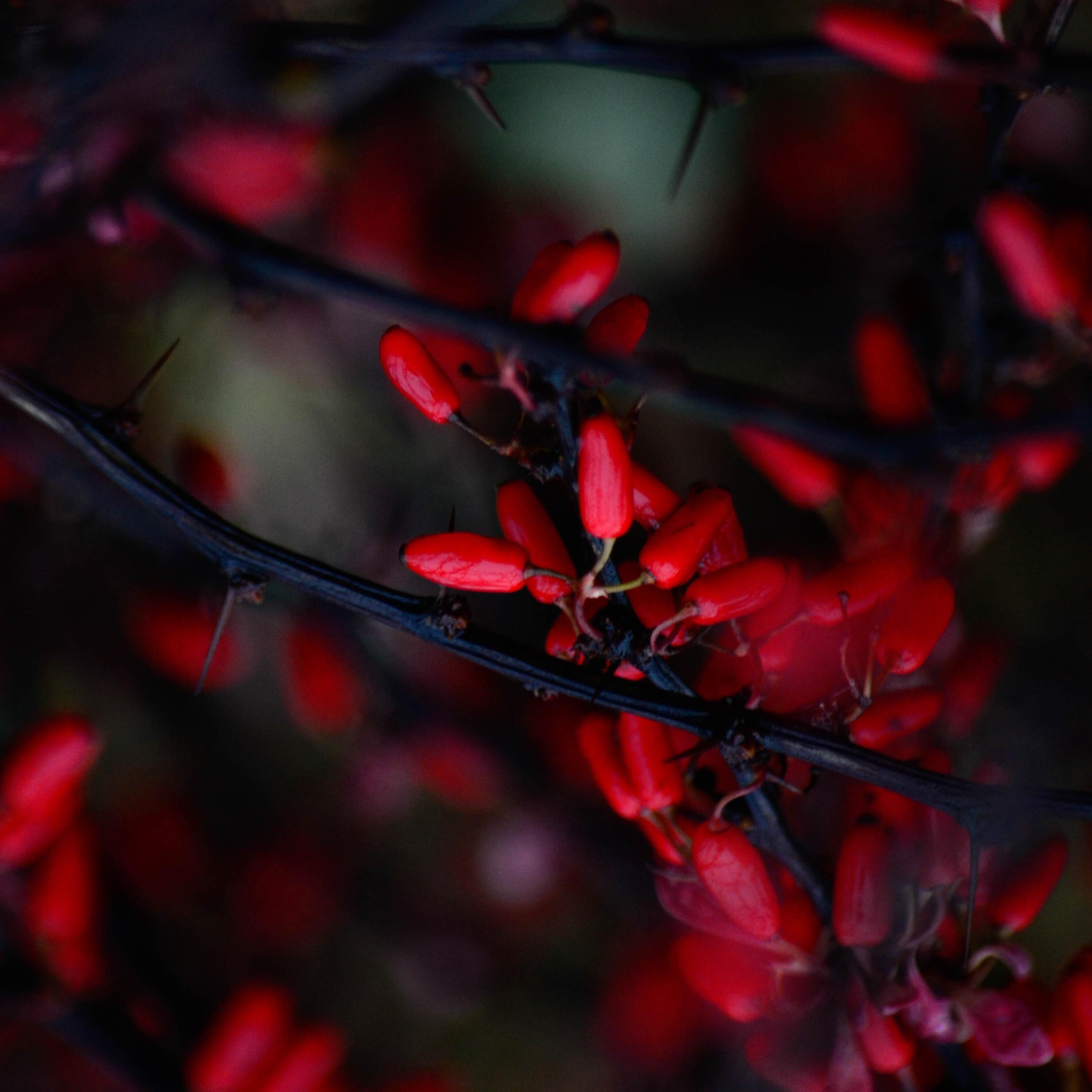 შინაგანი სიმშვიდე