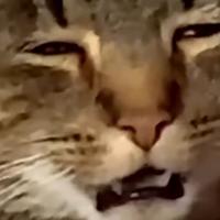 久米桃