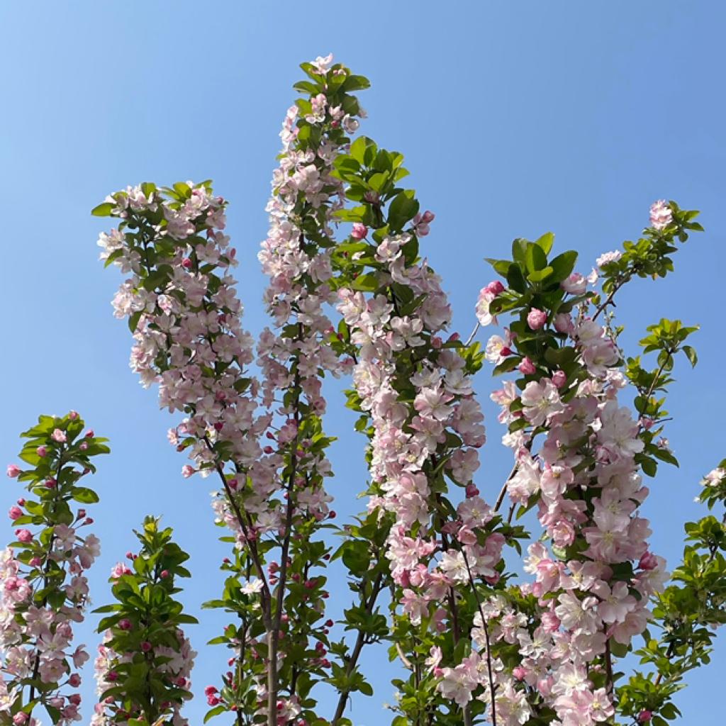 每首都单曲循环的中文歌