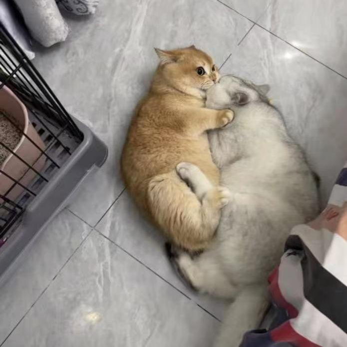 Layla蕾拉封面