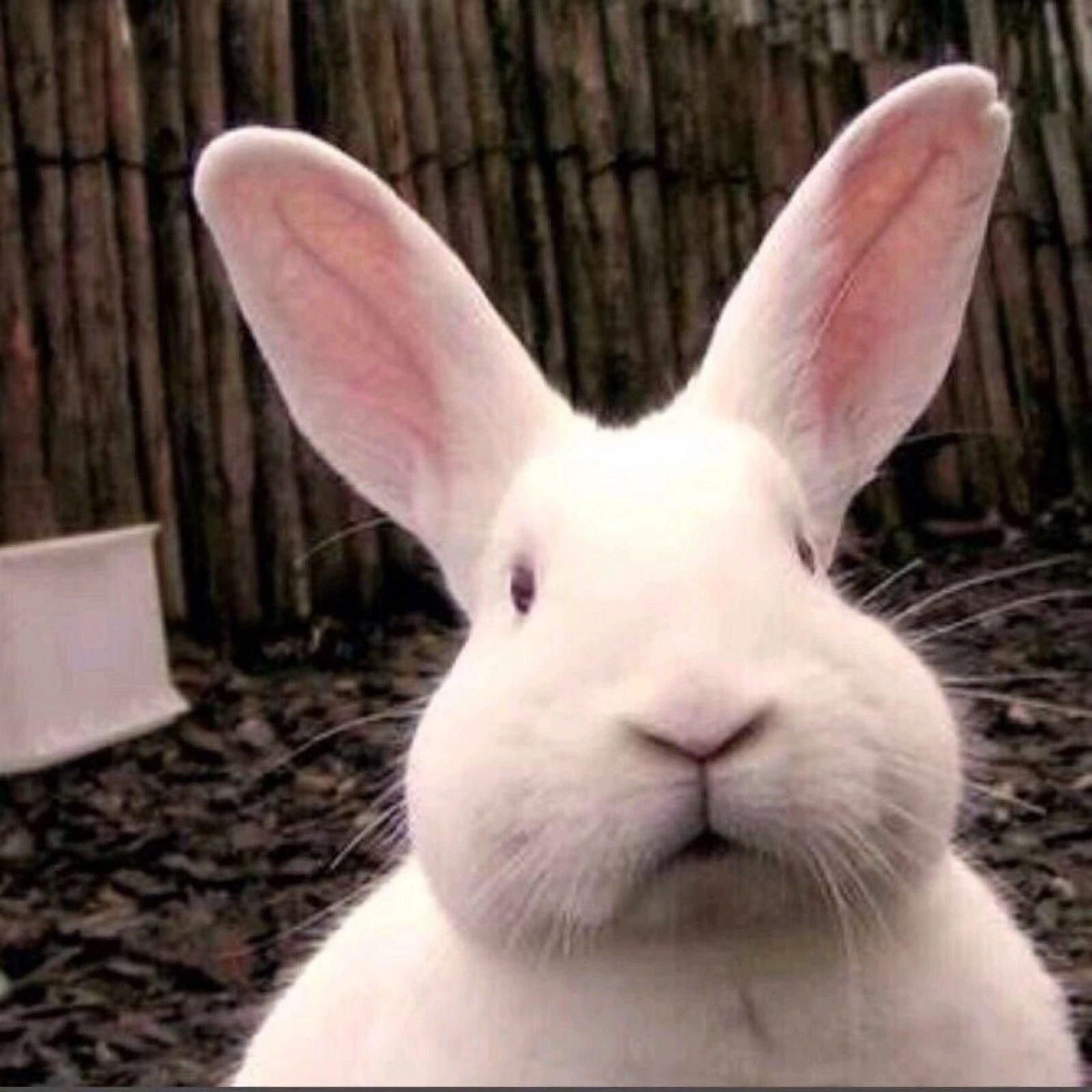 脸红的思春期吖_