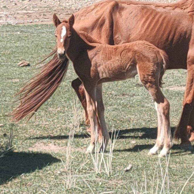 ADk1118哈萨克名歌
