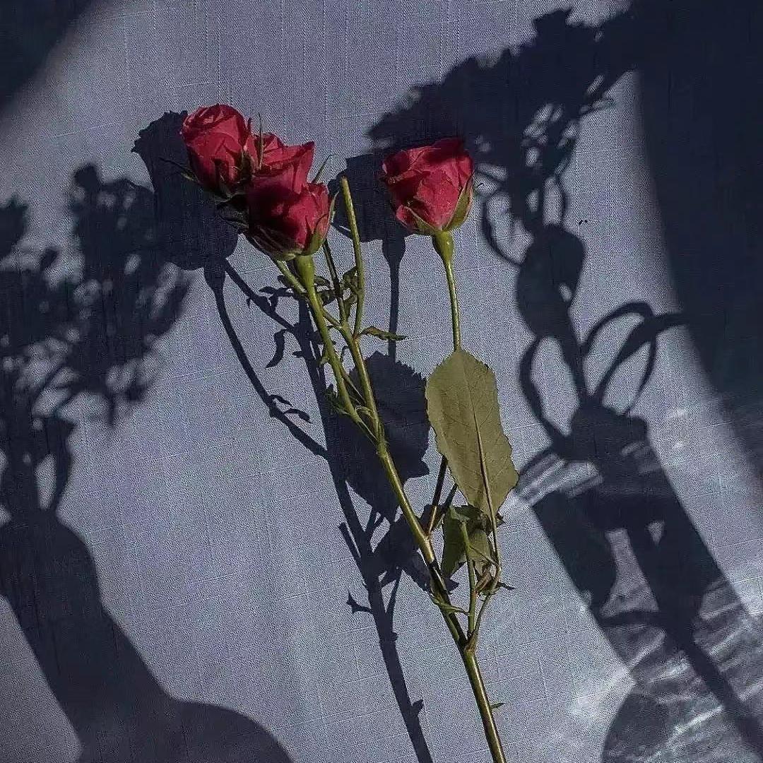 紅蓮華（片段）封面