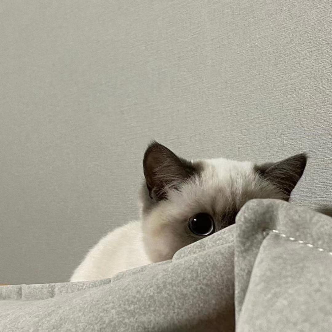 wises-潴潴小小赵