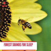 Forest Sounds for Sleep