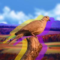 Mourning Dove