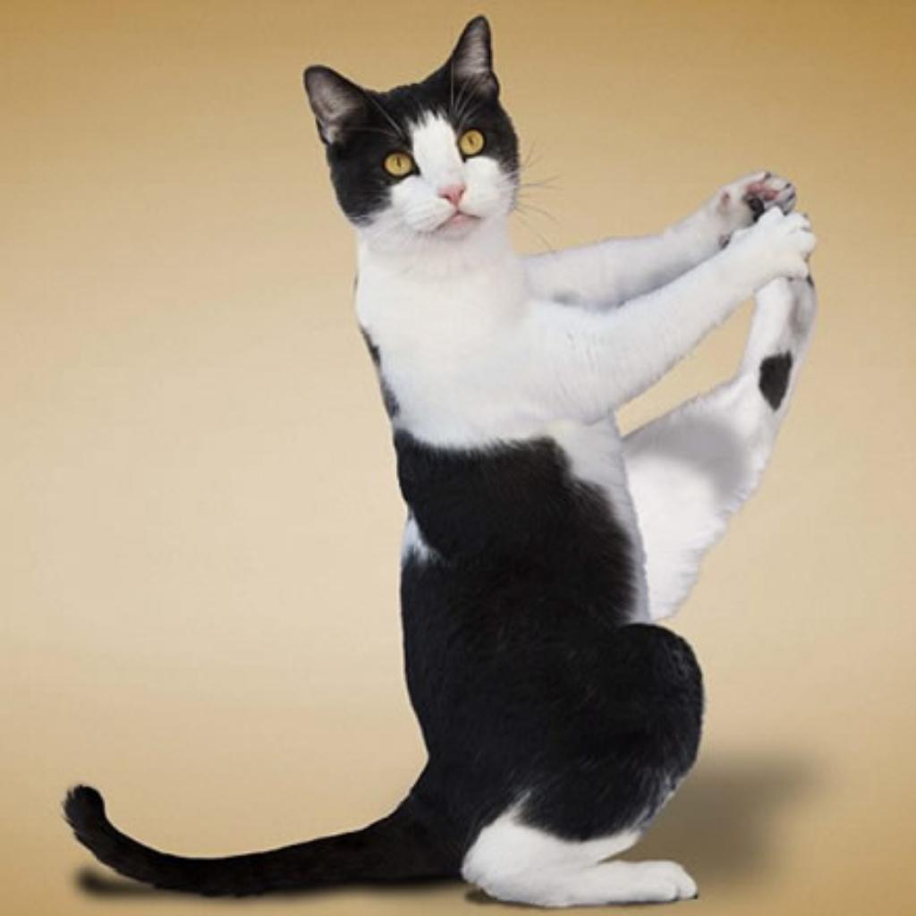 正在做瑜伽的猫