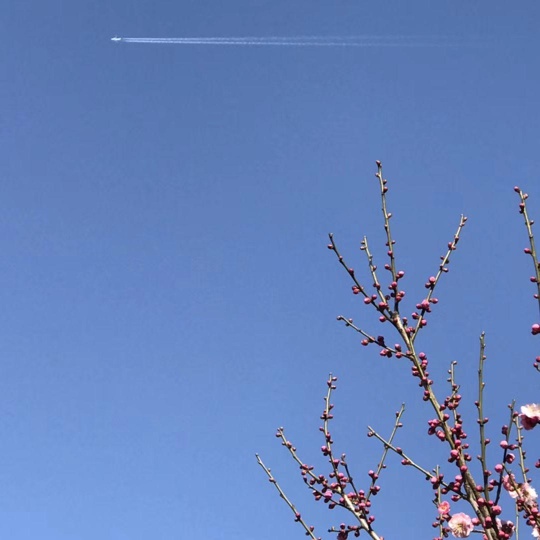草木与我共成诗 - 大白淡封面